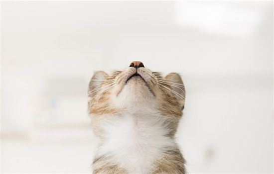 猫咪不怎么吃东西怎么办