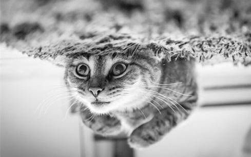 猫咪十天不吃东西该怎么办呀