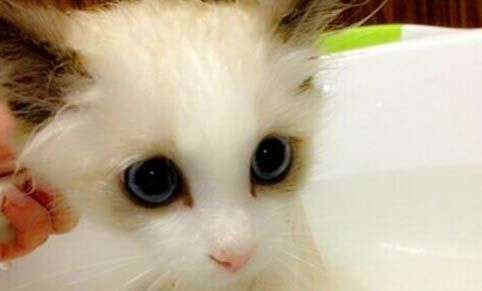 猫咪十天不吃东西该怎么办呀