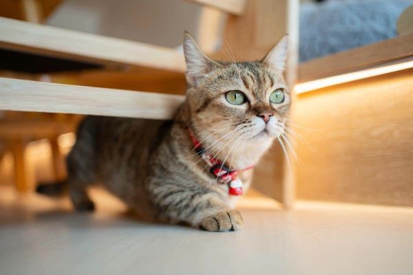 想养猫，但对猫毛过敏怎么办？