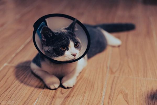 猫咪伤口发炎流脓了怎么办?处理猫咪伤口化脓的正确方法