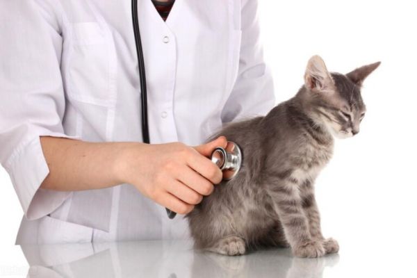 猫咪伤口发炎流脓了怎么办?处理猫咪伤口化脓的正确方法