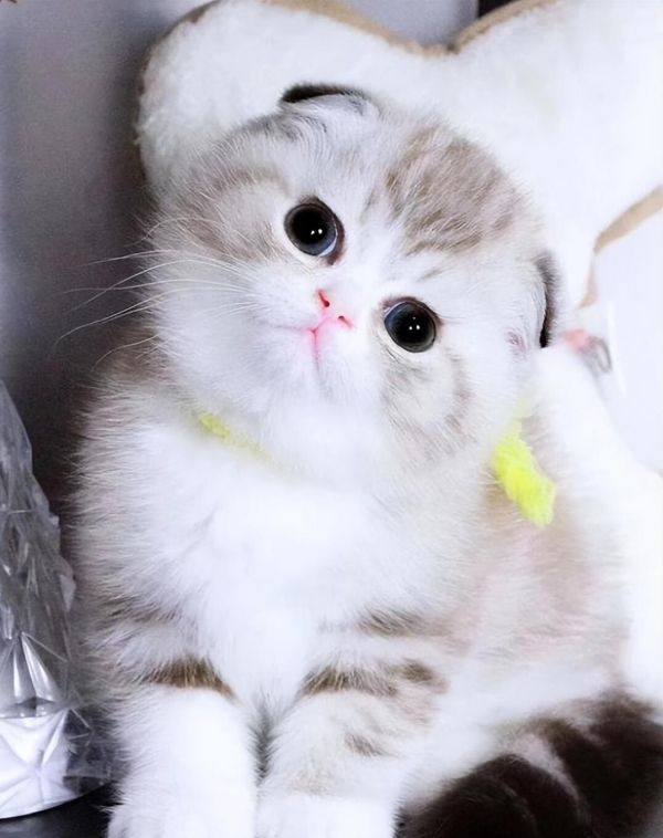 折耳猫软骨病怎么治疗？软骨病的症状与处理措施