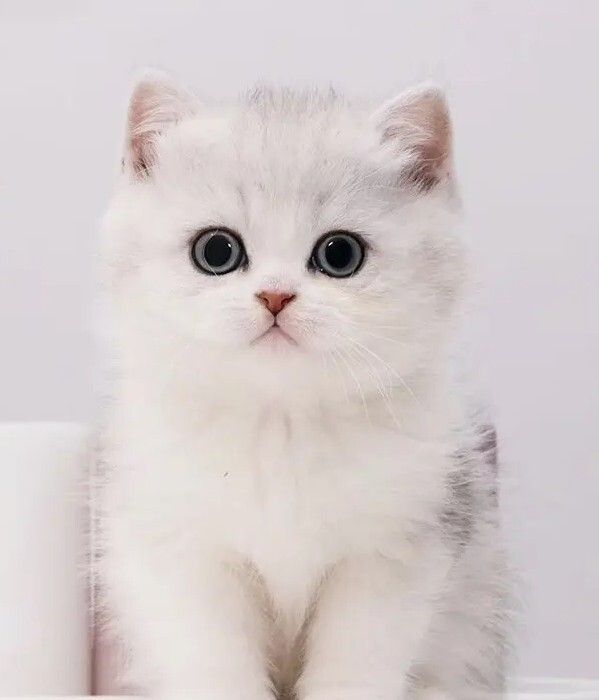 折耳猫软骨病怎么治疗？软骨病的症状与处理措施