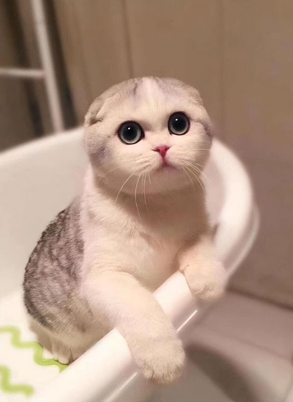 折耳猫软骨病怎么治疗？软骨病的症状与处理措施