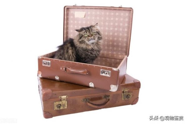 邮寄宠物猫用什么快递?如何运送宠物猫?