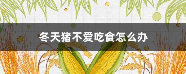 冬天豬不愛吃食怎么辦