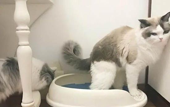 猫咪生病不吃不喝怎么办啊