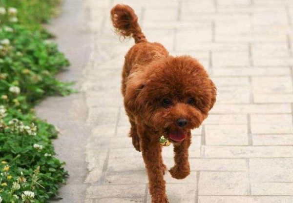 導(dǎo)致泰迪犬偏瘦的2大原因，怎么喂養(yǎng)都胖不起來