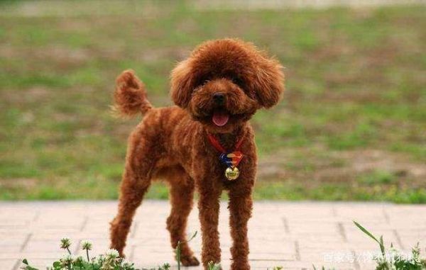 導(dǎo)致泰迪犬偏瘦的2大原因，怎么喂養(yǎng)都胖不起來