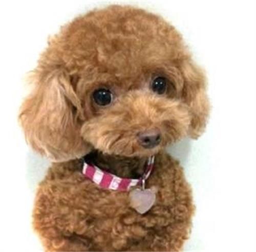 泰迪犬掉毛的治療方法