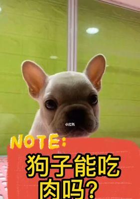 狗狗不吃飯怎么辦（以肉為食？別急）