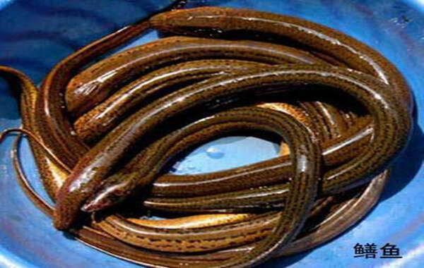 水產(chǎn)類食物治病驗方集之（25-30） - 王黃是一家 - hgs19641221的博客