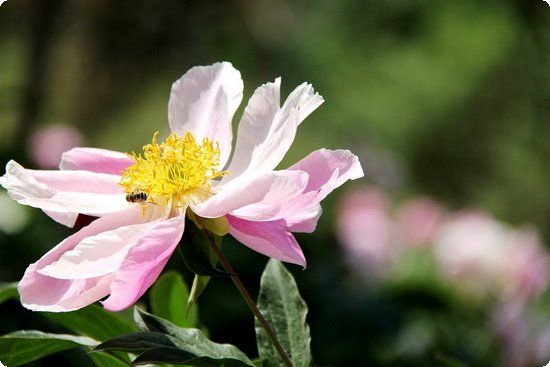 9大暴瘦減肥食物讓你吃死都不胖