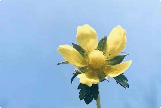 晚上用白醋7天暴瘦38斤是真的嗎?
