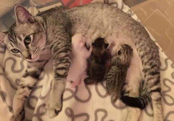 猫咪产崽后营养一定要跟得上,猫咪产后吃什么东西比较好?
