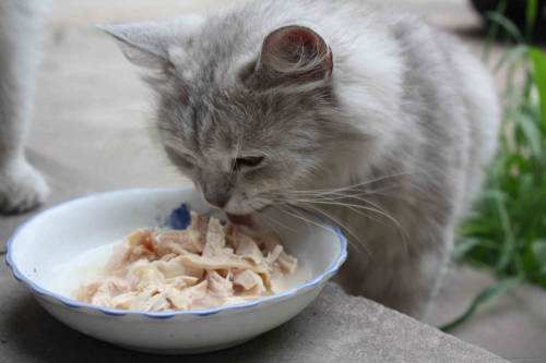 猫咪产崽后营养一定要跟得上,猫咪产后吃什么东西比较好?