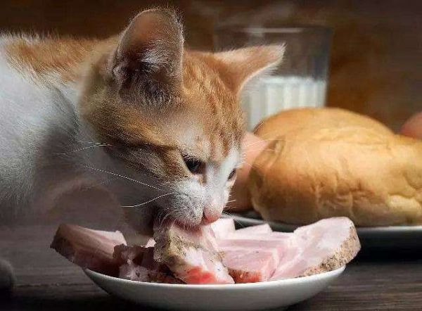猫咪产崽后营养一定要跟得上,猫咪产后吃什么东西比较好?
