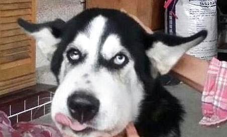 狗流口水没精神不吃饭是怎么回事