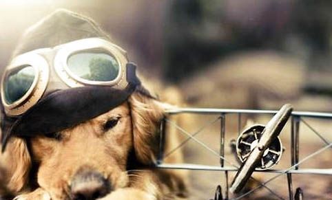 狗流口水没精神不吃饭是怎么回事