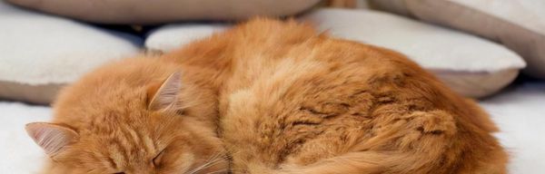 宠物猫突然四肢无力,警惕这些症状(以我的经历为例)