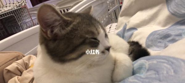 宠物猫突然四肢无力,警惕这些症状(以我的经历为例)