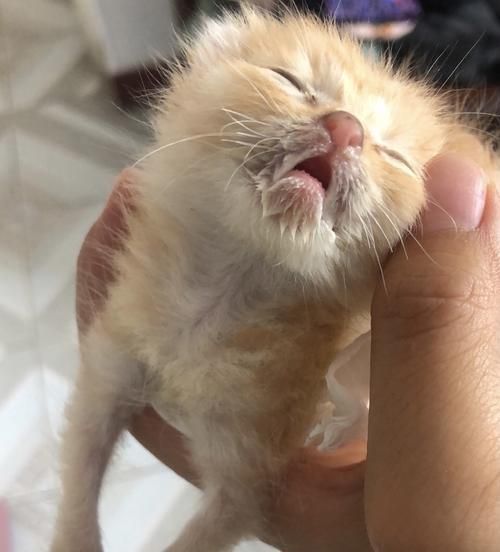 宠物猫突然四肢无力,警惕这些症状(以我的经历为例)