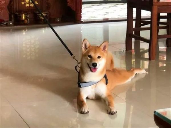 柴犬吃不胖的四个原因，铲屎官斥巨款养柴猪，没想到柴犬还是瘦！