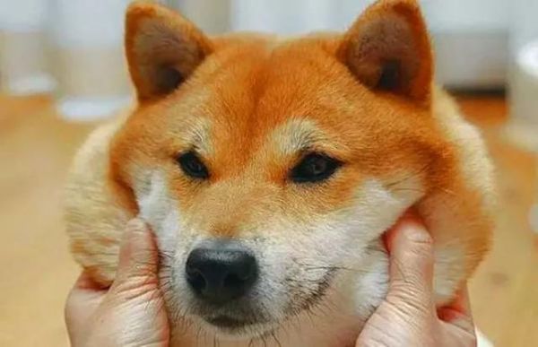 柴犬吃不胖的四个原因，铲屎官斥巨款养柴猪，没想到柴犬还是瘦！