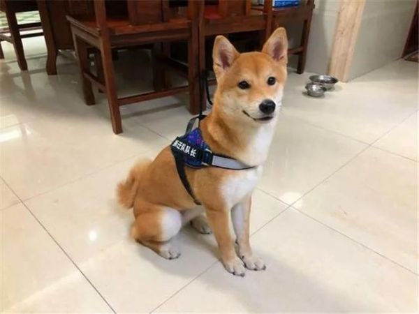 柴犬吃不胖的四个原因，铲屎官斥巨款养柴猪，没想到柴犬还是瘦！