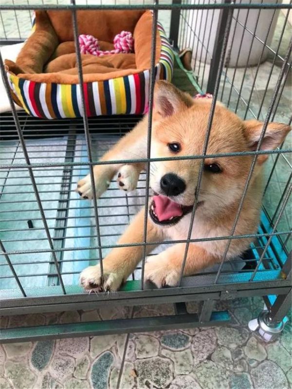 柴犬吃不胖的四个原因，铲屎官斥巨款养柴猪，没想到柴犬还是瘦！