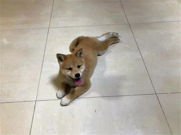 柴犬吃不胖的四个原因，铲屎官斥巨款养柴猪，没想到柴犬还是瘦！