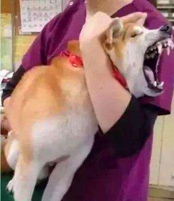 柴犬吃不胖的四个原因，铲屎官斥巨款养柴猪，没想到柴犬还是瘦！