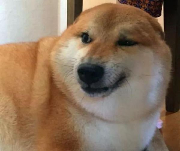 柴犬吃不胖的四个原因，铲屎官斥巨款养柴猪，没想到柴犬还是瘦！
