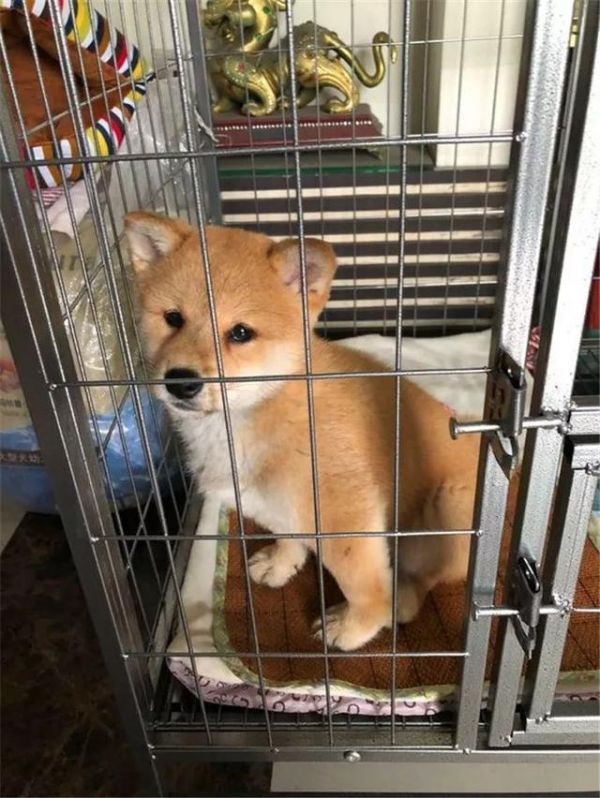 柴犬吃不胖的四个原因，铲屎官斥巨款养柴猪，没想到柴犬还是瘦！