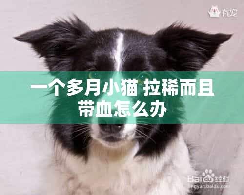 一個多月小貓 拉稀而且?guī)а趺崔k