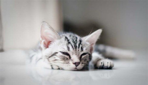 猫四肢无力瘫倒一直趴着是怎么回事