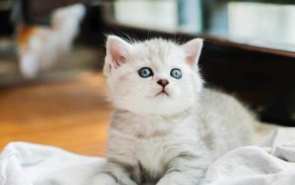 小猫四肢无力瞳孔放大怎么回事