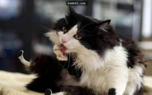 小猫四肢无力瞳孔放大怎么回事