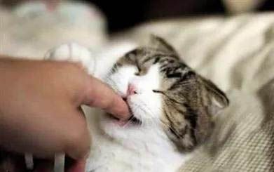 小猫四肢无力瞳孔放大怎么回事