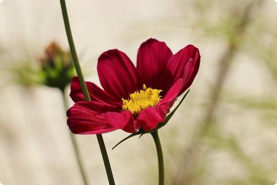 小學(xué)生心理健康教育的方法