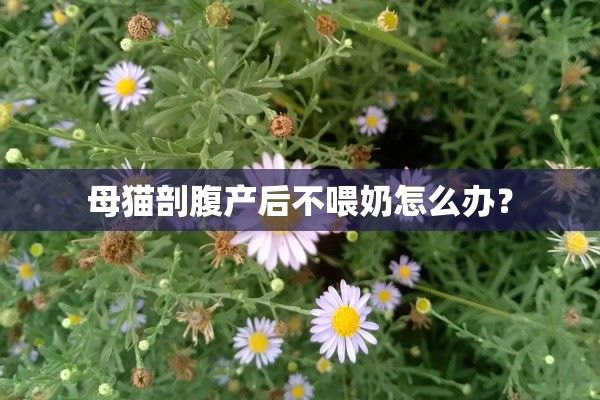 母猫剖腹产后不喂奶怎么办？