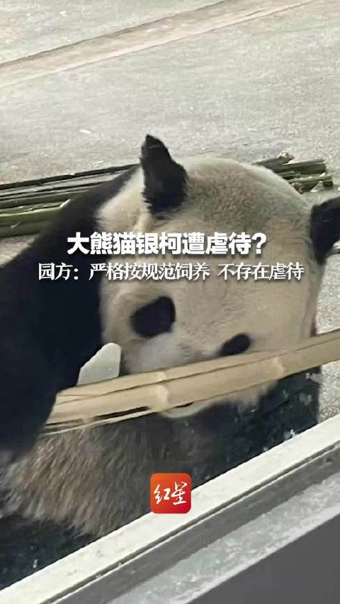 園方回應(yīng)大熊貓銀柯身體狀況堪憂：目前身體非常健康