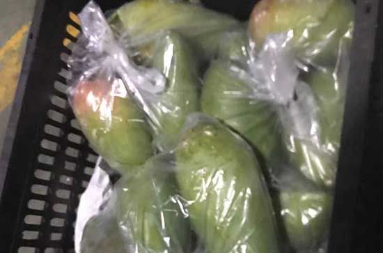 芒果如何催熟