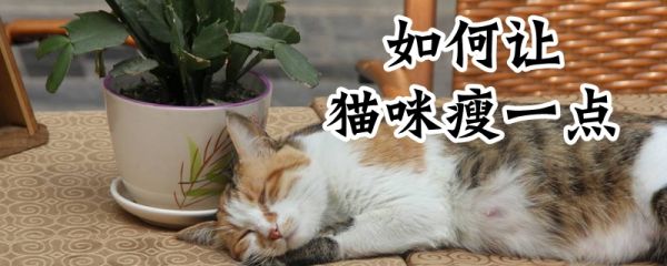 如何讓貓咪瘦一點(diǎn)