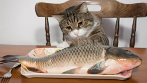 猫吃什么可以增肥？