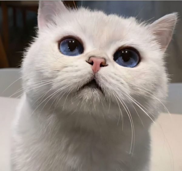 猫吃什么可以增肥？