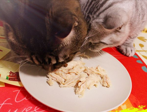 猫吃什么可以增肥？