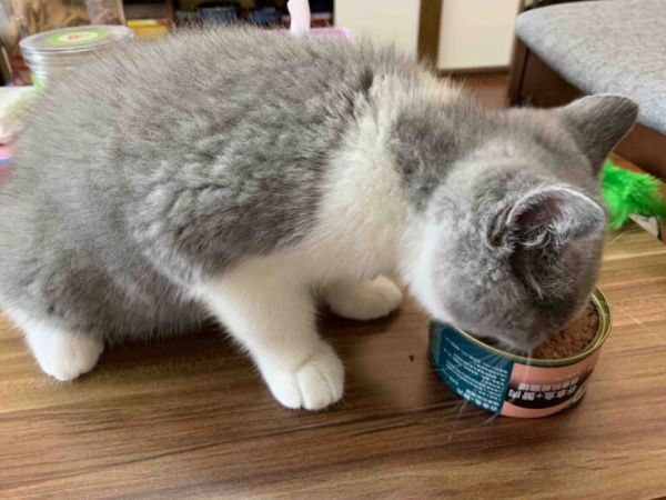 猫吃什么可以增肥？