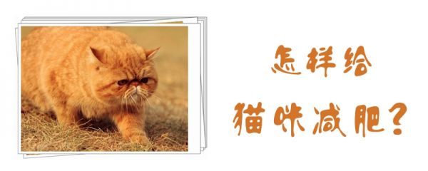 怎樣給貓咪減肥